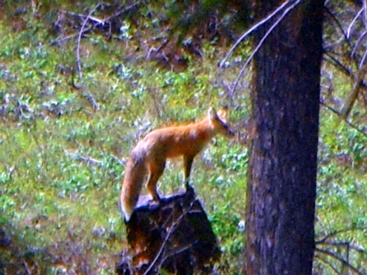 A Red Fox on the Hunt